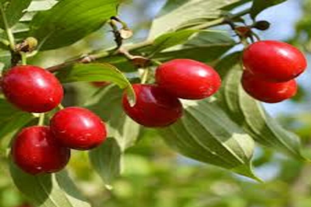 آموزش کاشت زغال اخته