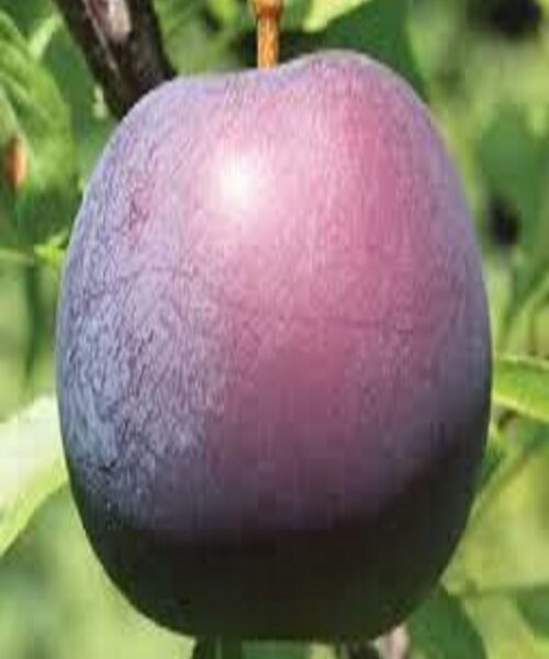 نهال آلو انجیری