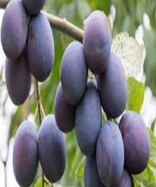 نهال آلو دامنسوز