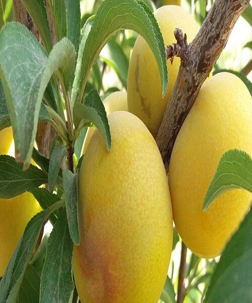 نهال آلو لری آن