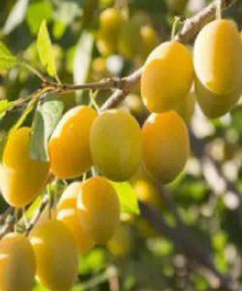 نهال آلو لری آن