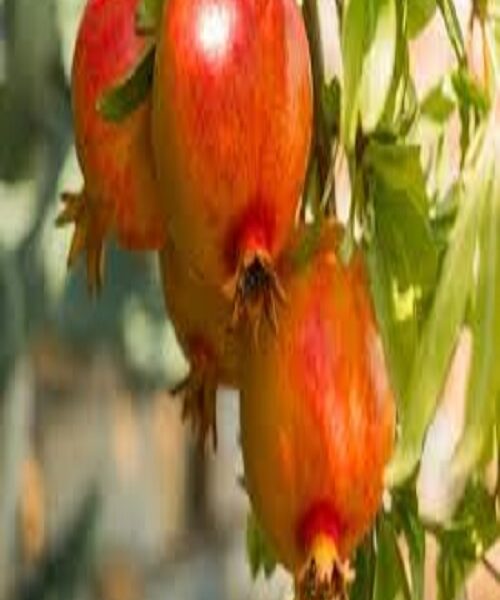 نهال انار دانه سیاه