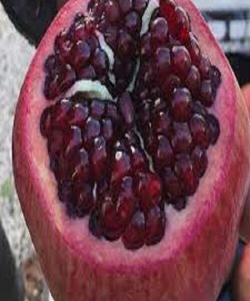 نهال انار رباب
