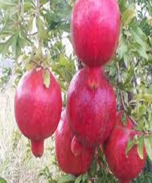 نهال انار ساوه