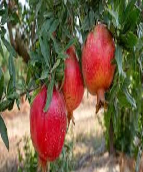 نهال انار سردشت