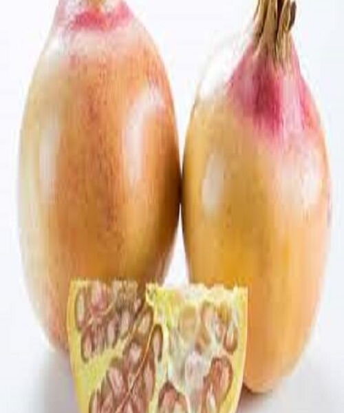 نهال انار سفید