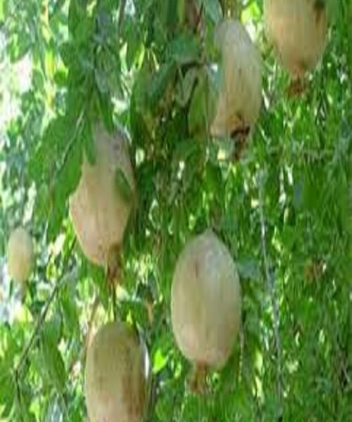 نهال انار سفید