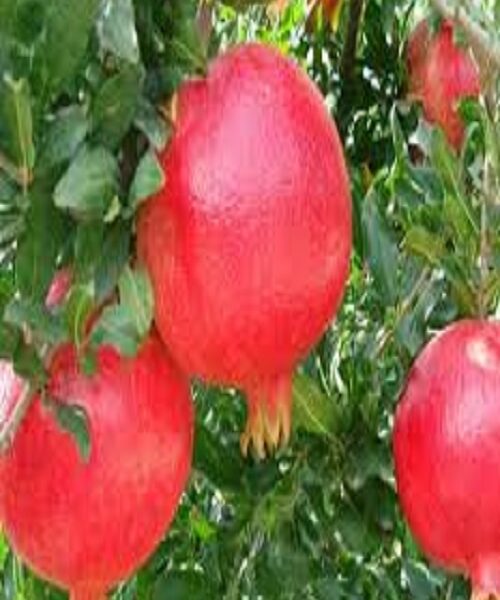 نهال انار سیاه سرقندی