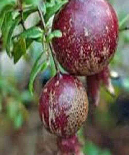 نهال انار پایه کوتاه