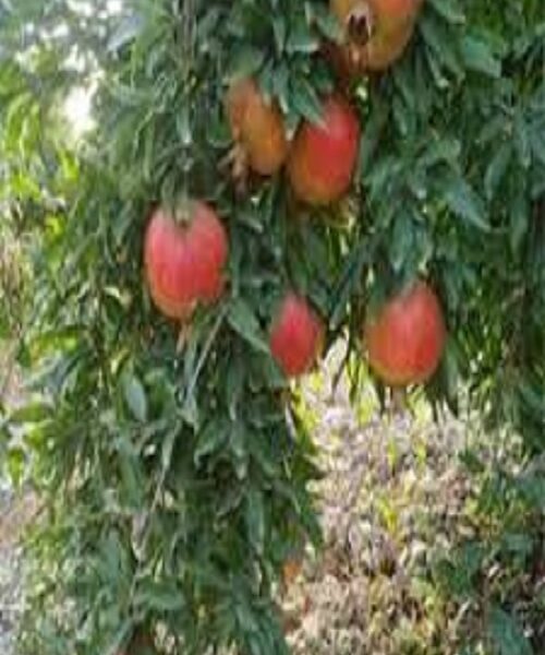 نهال انار پایه کوتاه