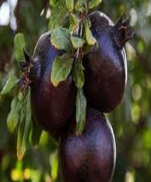 نهال انار پوست سیاه