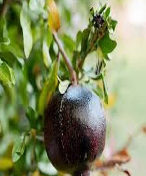 نهال انار پوست سیاه