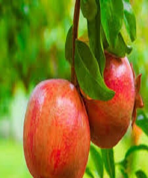 نهال انار ژله ای