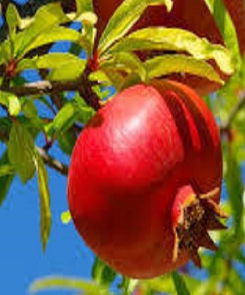 نهال انار گربان