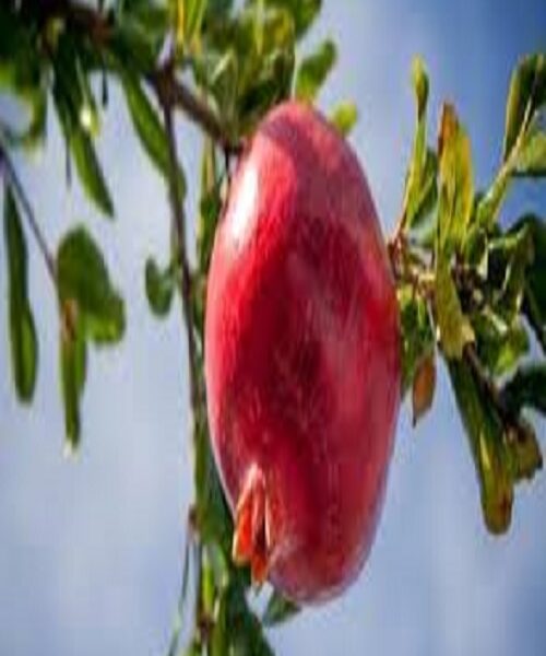 نهال انار گرین کلوب