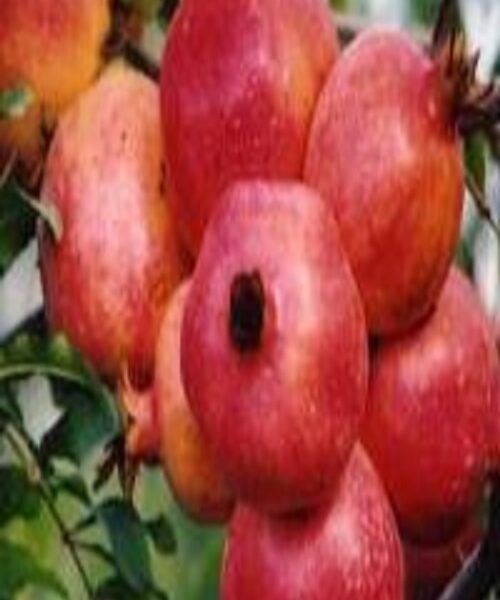 نهال انار گپ فردوس