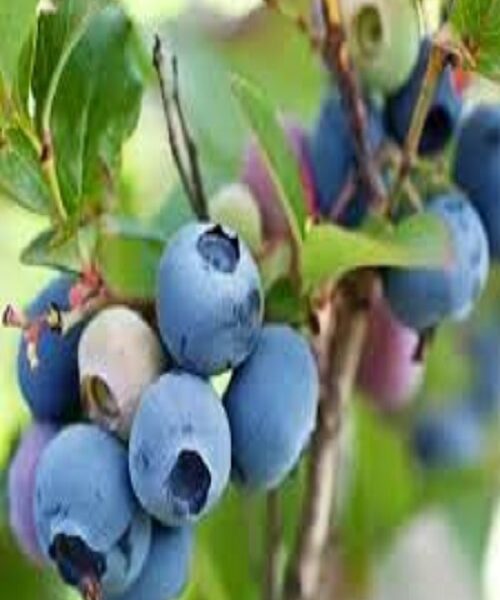 نهال بلوبری دوک