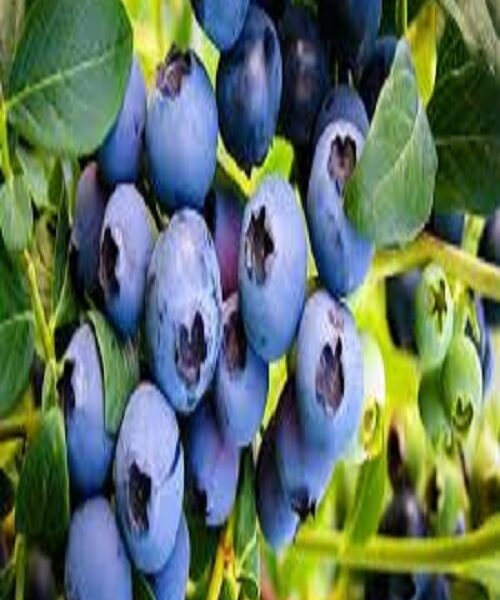 نهال بلوبری نلسون