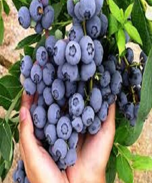 نهال بلوبری چندلر