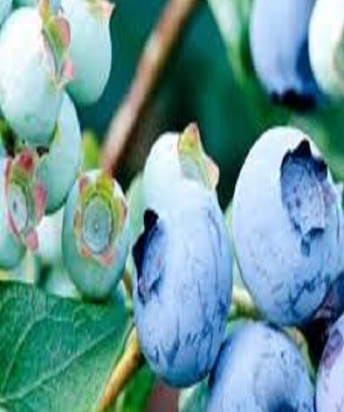 نهال بلوبری چندلر