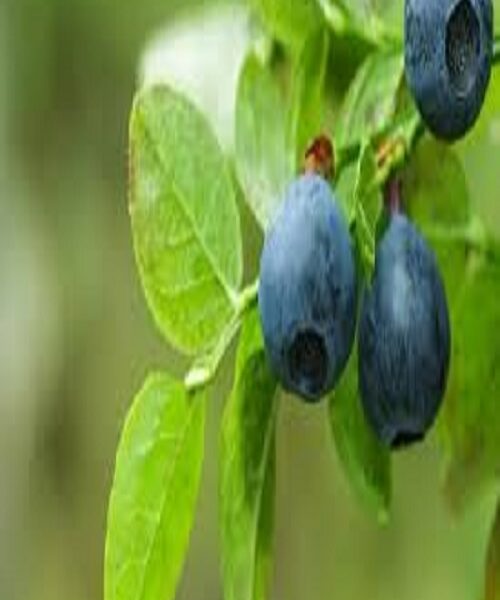 نهال بلوبری گراپ