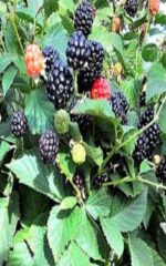 نهال بلک بری