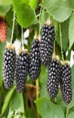نهال بلک بری
