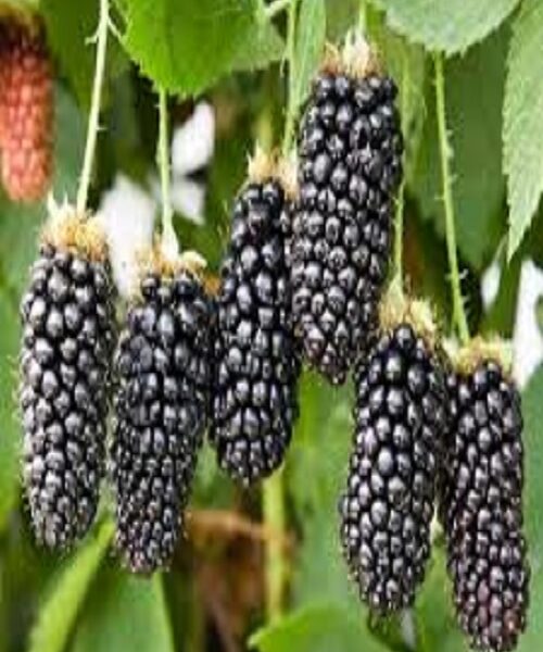 نهال بلک بری