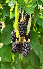 نهال بلک بری