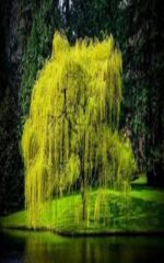 نهال بید مجنون پیوندی