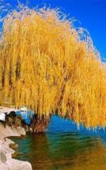 نهال بید مجنون پیوندی