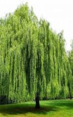نهال بید مجنون پیوندی