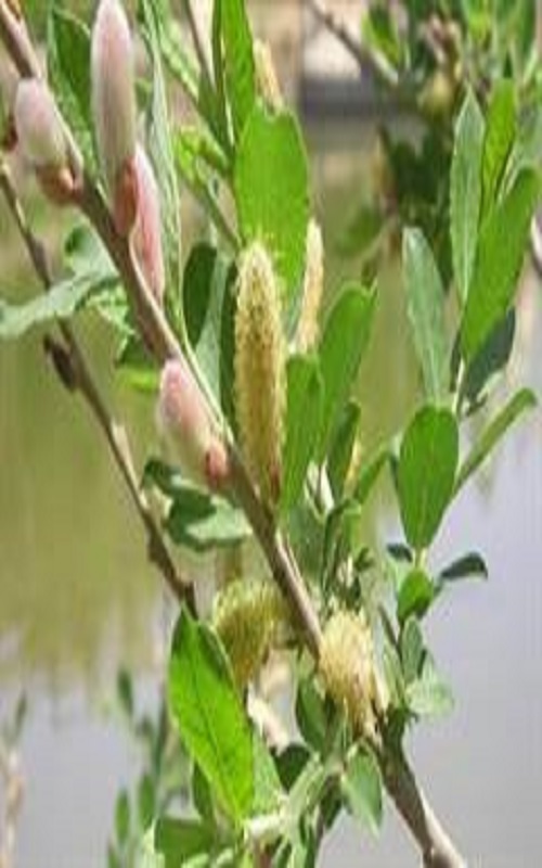 نهال بید مشک