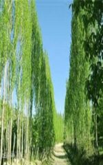 نهال تبریزی