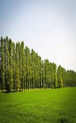 نهال تبریزی