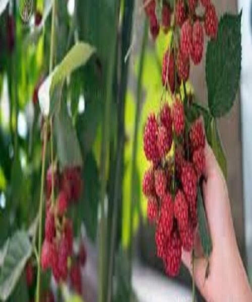 نهال تمشک محلی