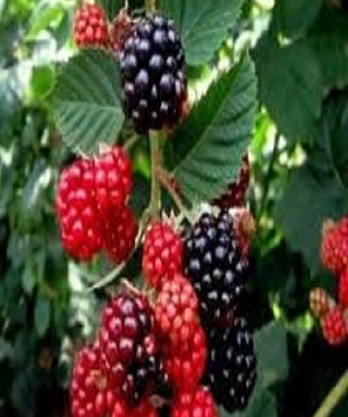 نهال تمشک محلی