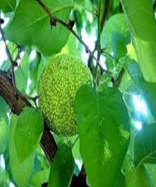 نهال توت آمریکایی