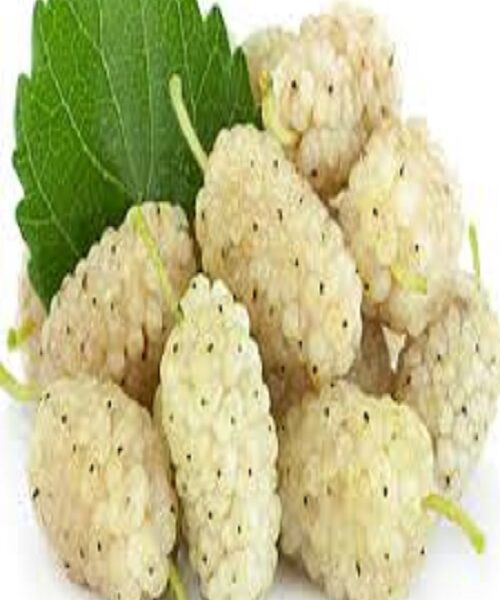 نهال توت سفید محلی