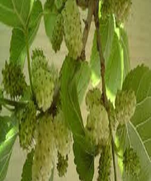 نهال توت سفید محلی