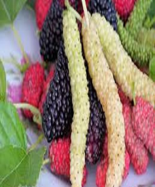 نهال توت موزی
