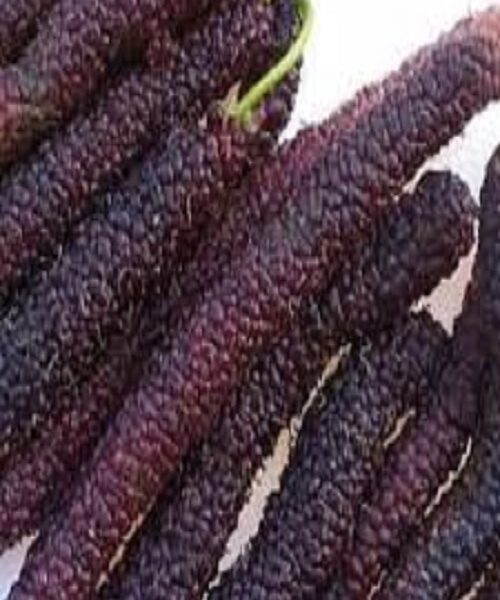 نهال توت موزی