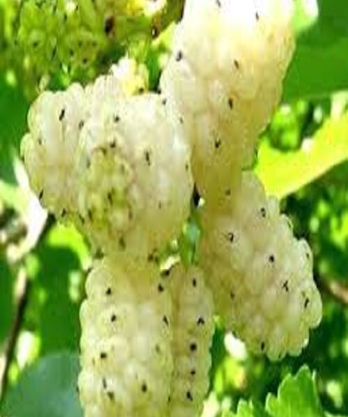 نهال توت هرات