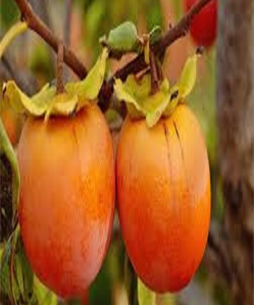 نهال خرمالو ارموند