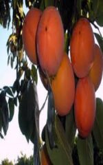 نهال خرمالو ارموند
