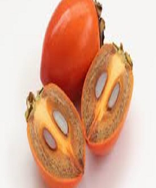 نهال خرمالو ایورکا
