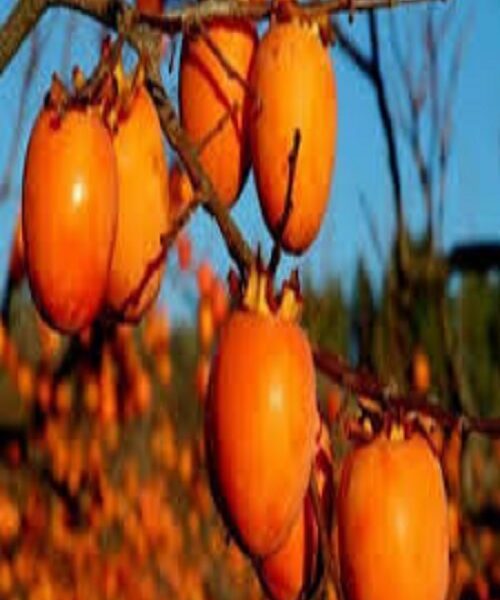 نهال خرمالو ایورکا