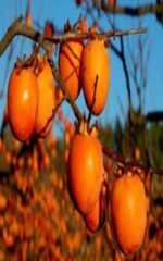 نهال خرمالو تاباتا