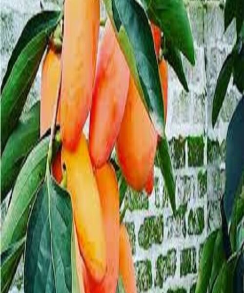 نهال خرمالو موزی
