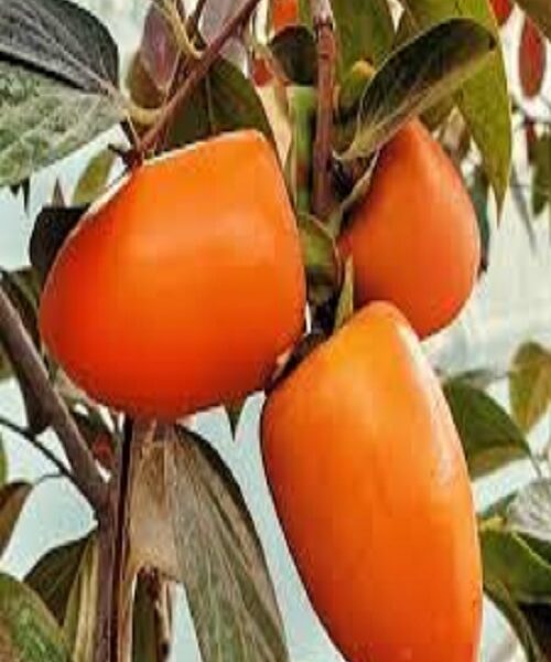 نهال خرمالو موزی